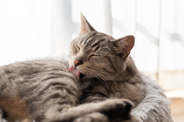 猫が髪の毛を噛むのはなぜ?食べる・舐める理由、誤食等の注意点とはのサムネイル画像